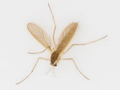 Chaoborus flavicans
